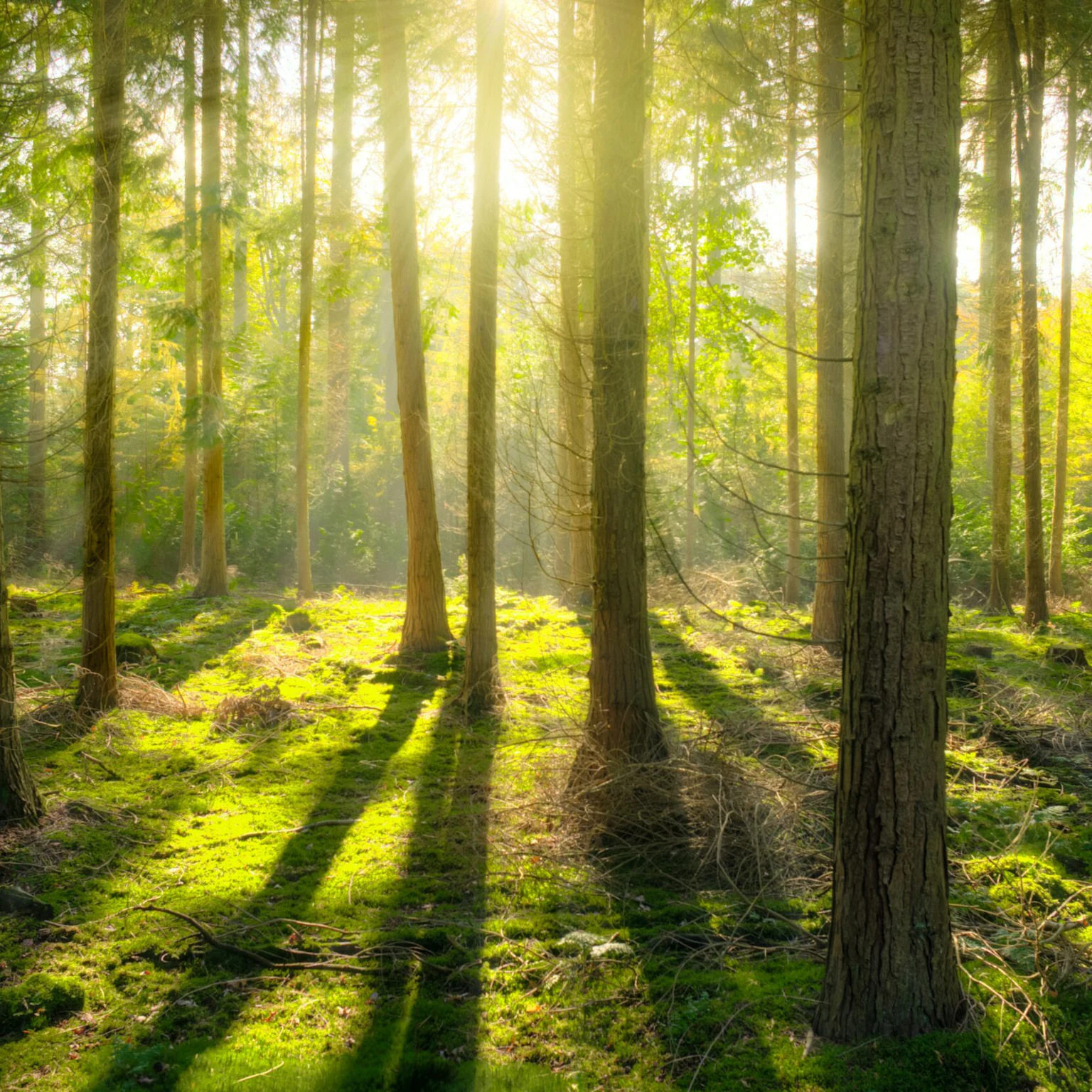 Impression Wins Gold Prize in Microsoft ‘Get to Green’ Contest