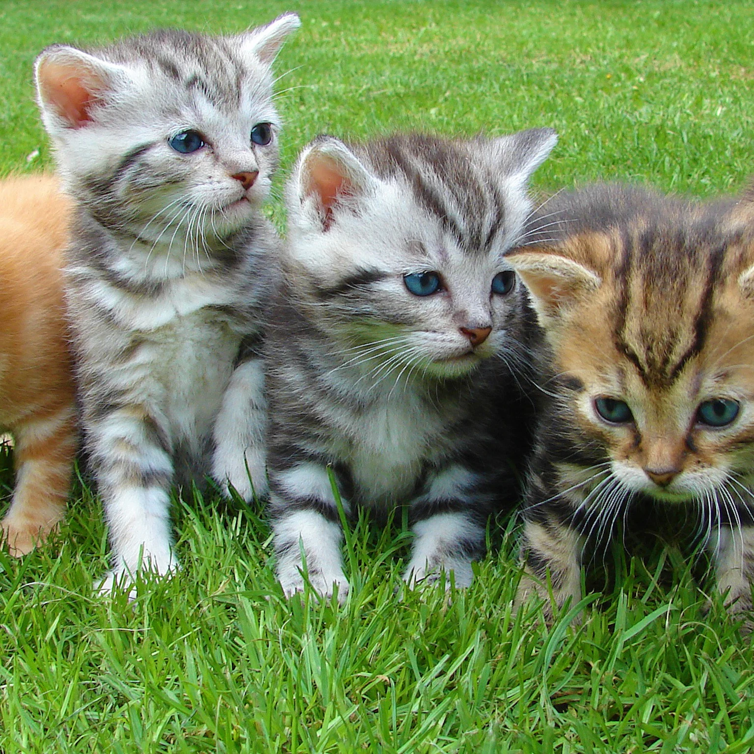 SEO for vets – claw your way up the rankings