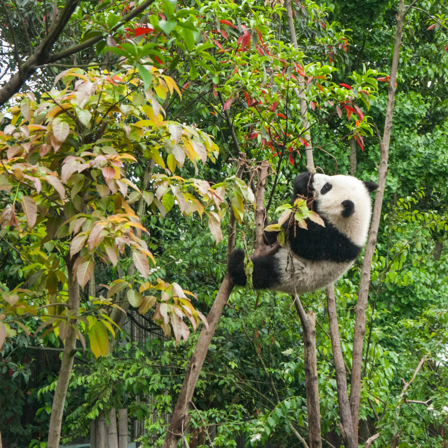 Latest Google Panda Update – What to expect from Google and how to capitalise