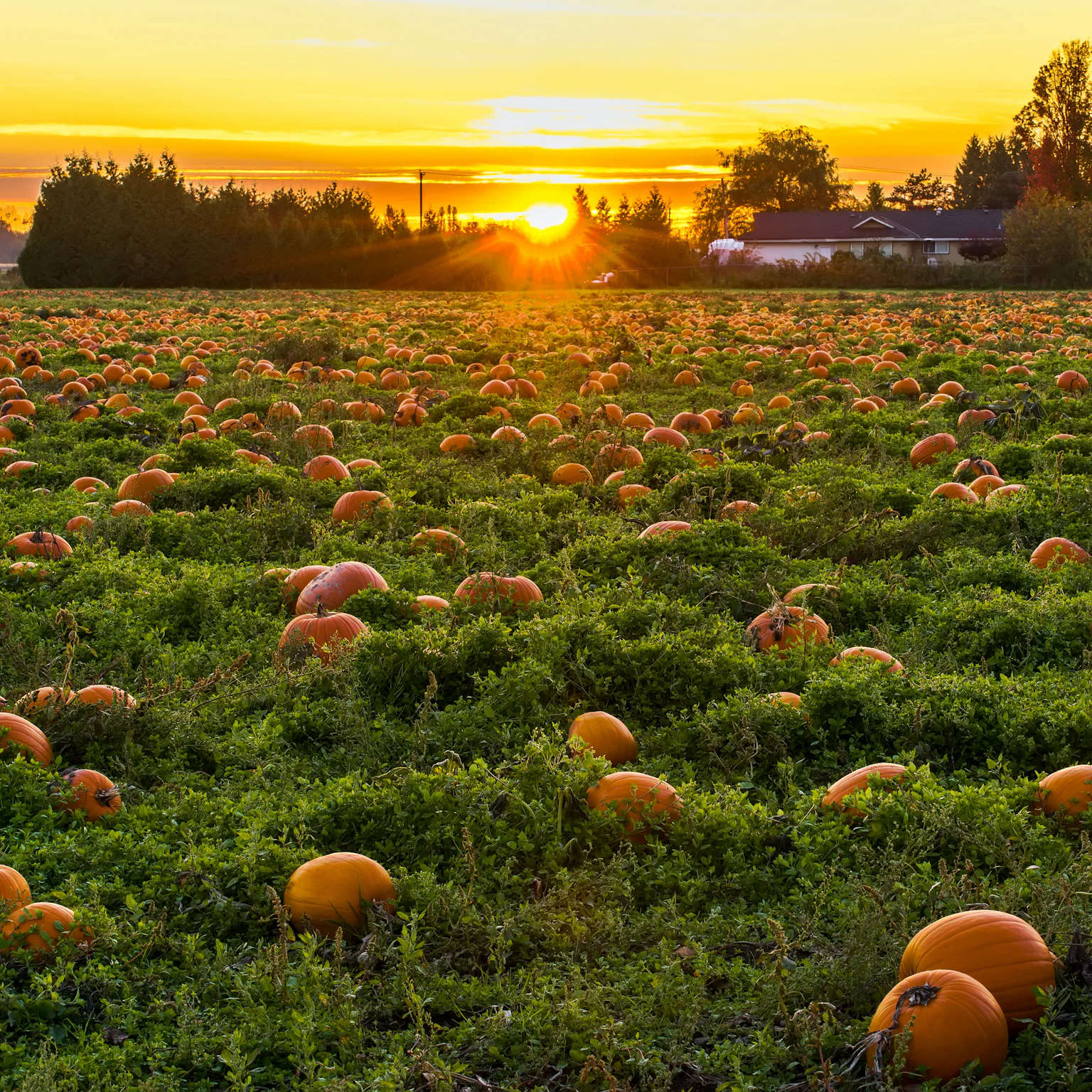 October 2021 Google Algorithm and Search Industry Updates