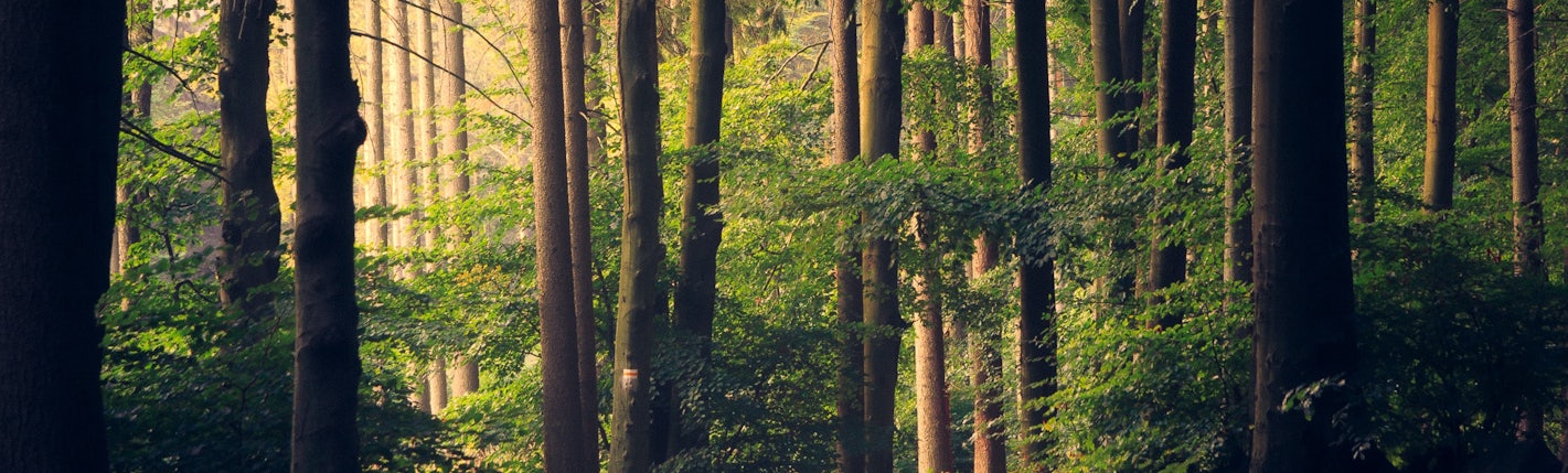 lukasz-szmigiel-jFCViYFYcus-unsplash