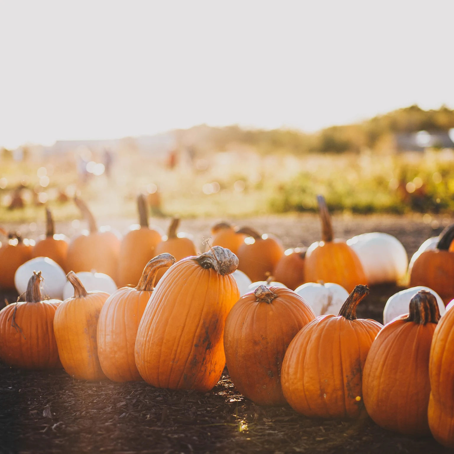 October 2022 Google algorithm and search industry updates