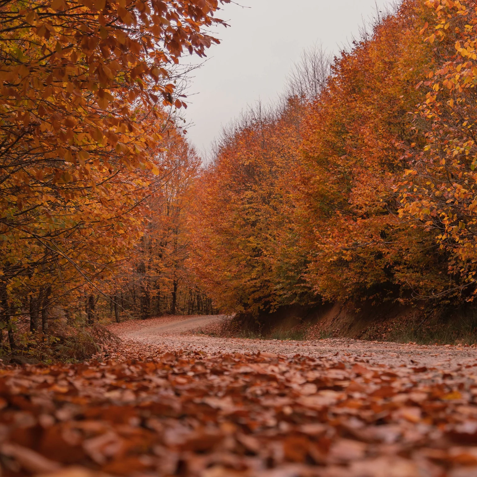 November 2023 Google algorithm and search industry updates